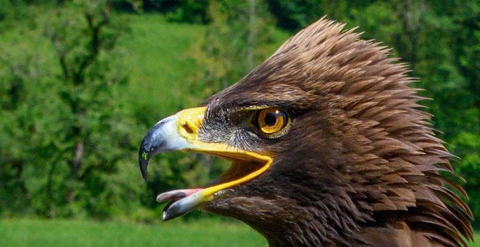 Greifvogel Erlebnis