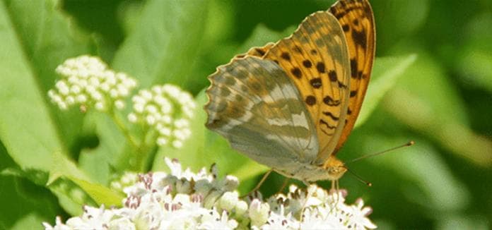 Fliegende Edelsteine - Tagfalter