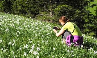 Orchideen und andere Frühlingsblüher