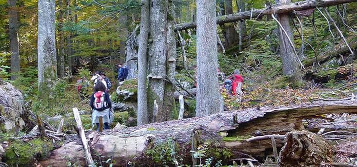 Am Weg zur Waldwildnis