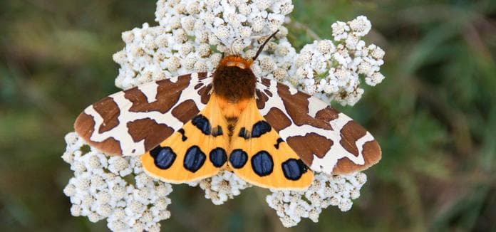 The Beauties of the Night - Moths