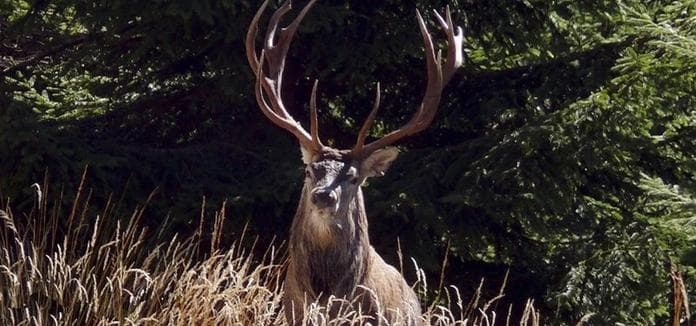 Hirschlos´n - Hirschbrunft im Nationalpark