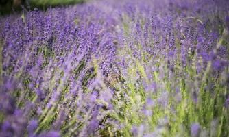 Themenwanderung - Lavendel
