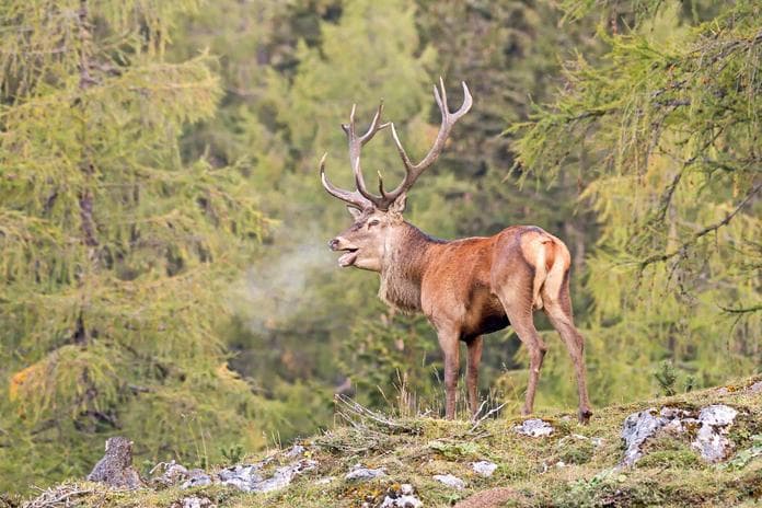 Hirschlos´n - Hirschbrunft im Nationalpark