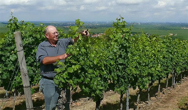 Wanderung mit Robert Anthon: Die Weinlese hat begonnen, wir schauen den Winzern