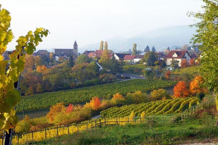 Von der Traube zum Wein - eine Weinlagenführung