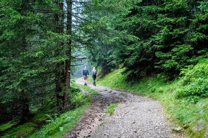 BERG-GESUND Waldbaden - Shinrin Yoku
