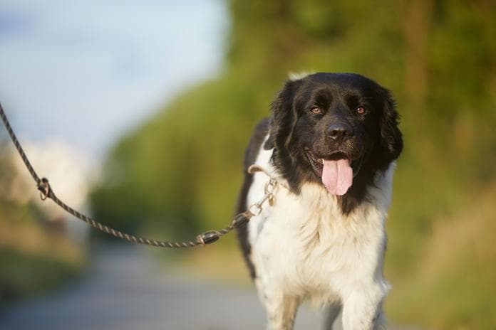 Social Walk - Der geführte Hundespaziergang