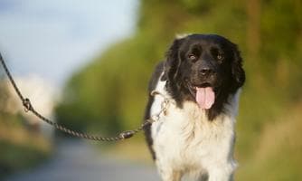 cial Walk - Der geführte Hundespaziergang