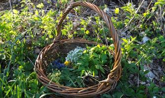 Kräuterwanderung zur Sommersonnenwende