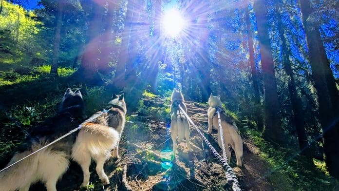 Sonnenaufgang-Huskytour