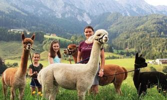 Alpaka Trekking Leogang