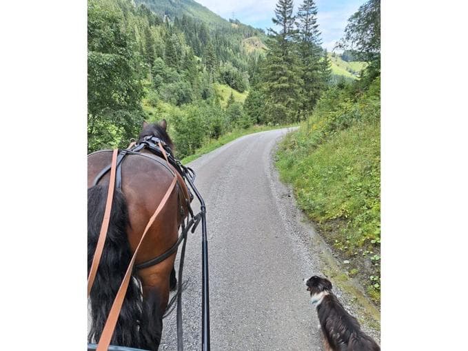 Pferdekutschenfahrt auf der Ziegelhütte