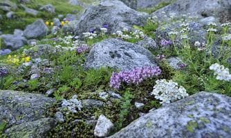 Erlebnis Honigbienen