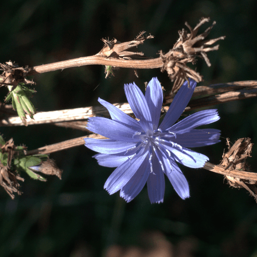 Bestimmungstag "Asteraceae"