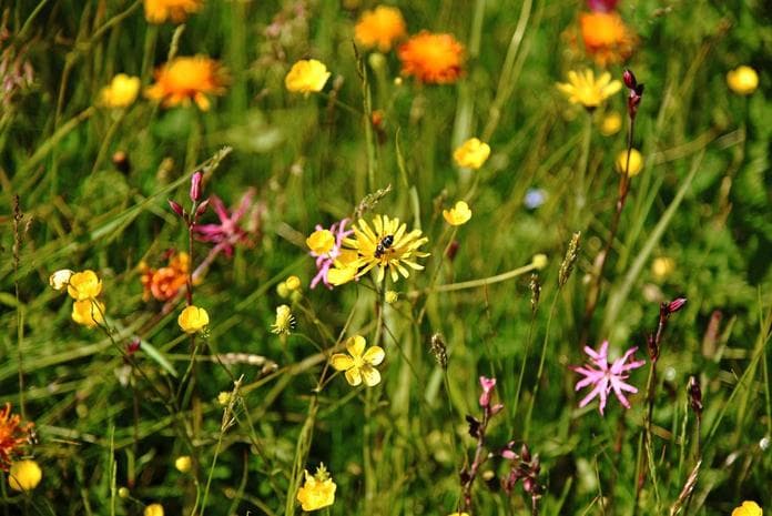 Geführte Familientour - Krabbelnde Wiesenwelt