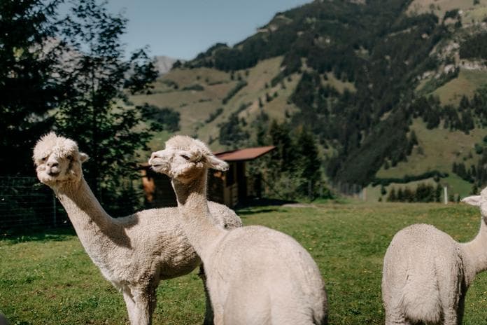 Wir besuchen unsere Alpakas