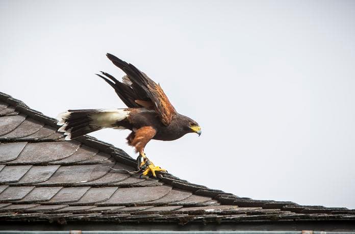 Keine Flugvorführung