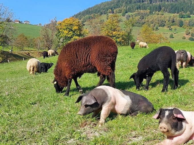 Mit Kuh & Co auf Du - Tierische Erlebnisse am Biohof