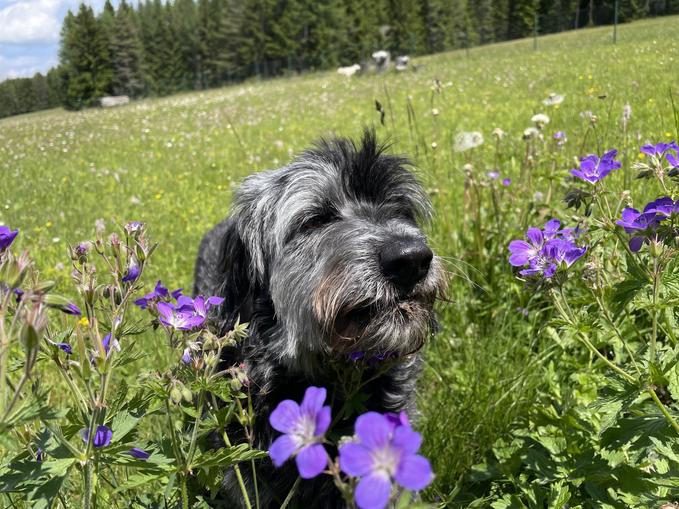 WUFF & Wildkräuter- Kräuterwanderung für Hunde mit ihren Menschen
