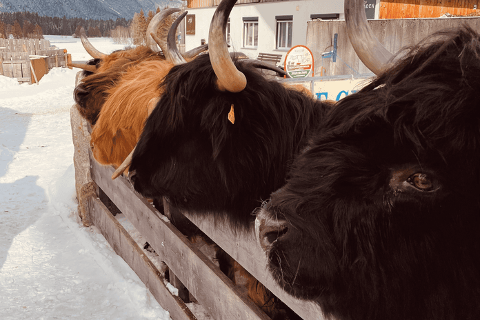 Winter Erlebnisse - Keine Scheu vor Zottl & Heu