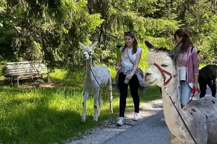 Sommer Erlebnisse - Sunset Walk mit Alpakas