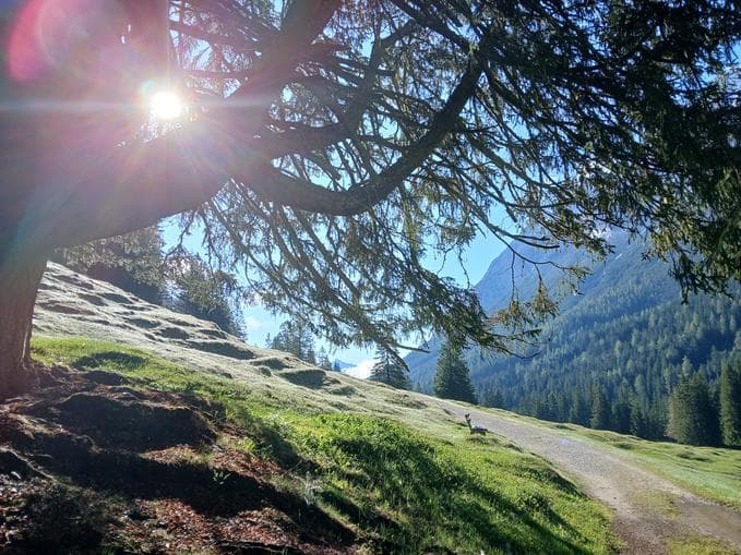 Harry's Talwanderung im Sommer