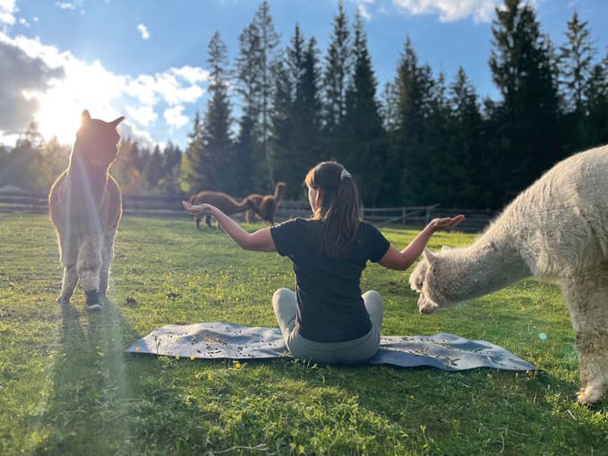 Sommer Erlebnisse - Alpaka-Yoga und Achtsamkeit