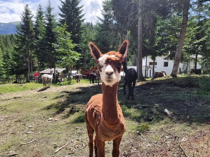 Alpakas, Bergwald - ein Erlebnis für alle Sinne!