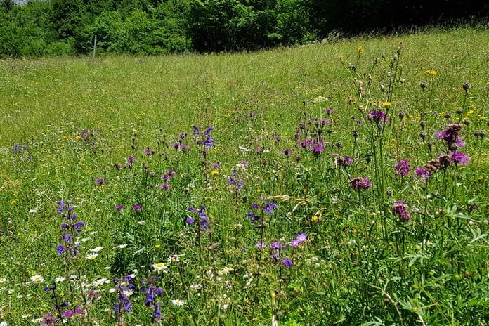 Sommer Erlebnisse - Leutascher Wiesenpracht