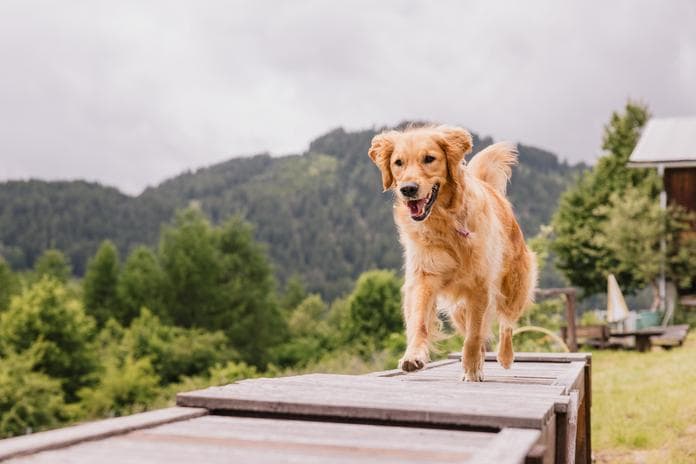 Dog Training Week - Body Language Intensive - Crash Course