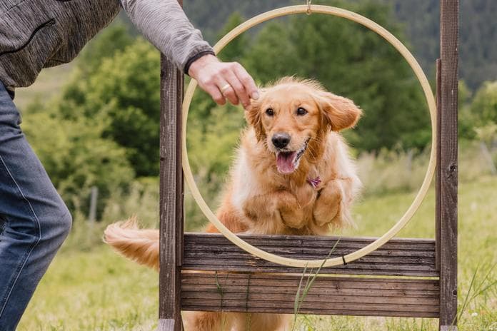 Dog Training Week - Doggy´mnastics