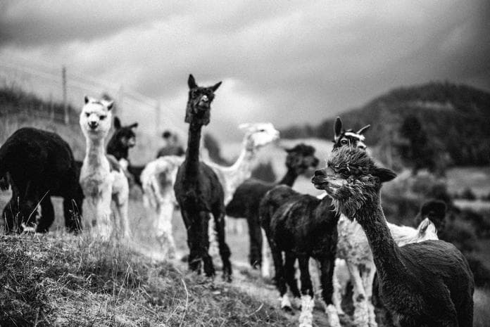 Lama Trekking „Weg der Verliebten"