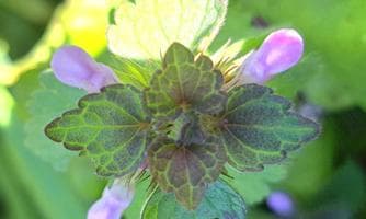 *Alpiner Gesundheits-Vitalitäts & Natur Vortrag