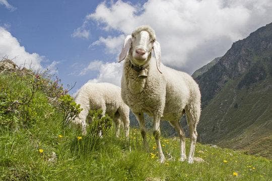 4. Talausstellung der Bergschafzuchtvereine Ötztal