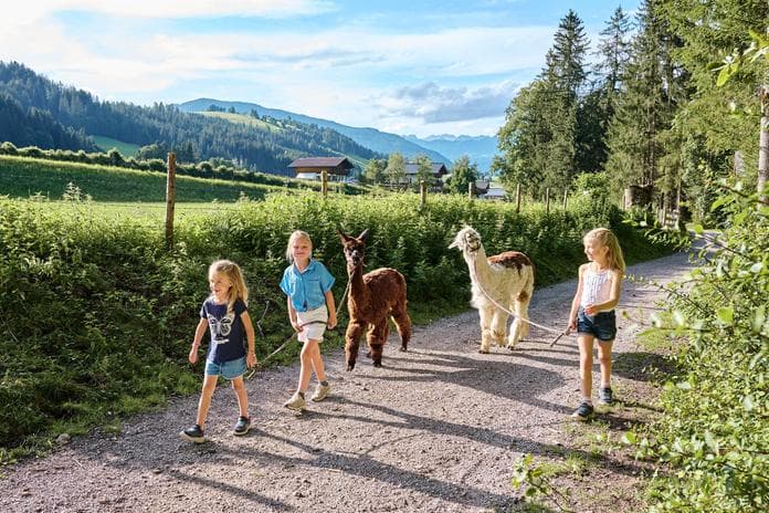 Alpaka.Erlebnis in Altenmarkt, geführter Spaziergang mit Alpakas