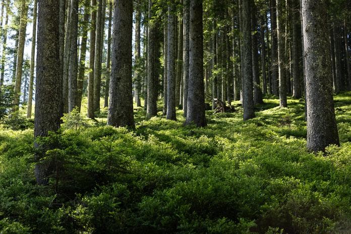 Regenerationswanderung: Rund um’s Öbristköpfl