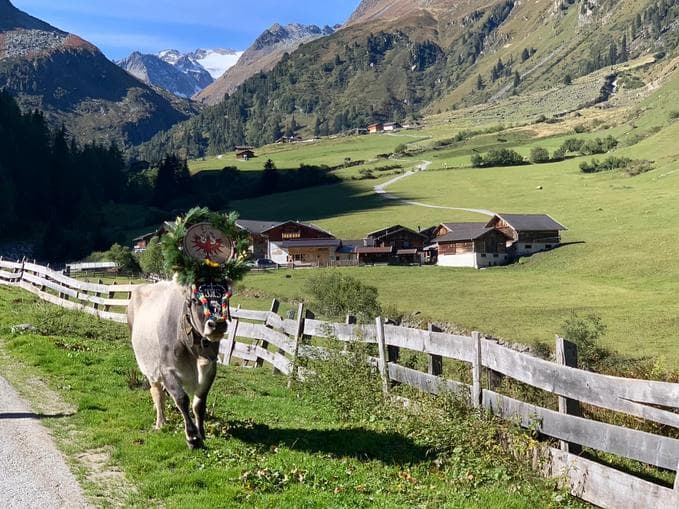 ECHT STUBAI - Herbsthighlights - Almabtrieb in Milders