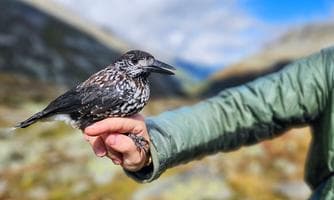 Besuch des Alpinen Vogel Hot Spots