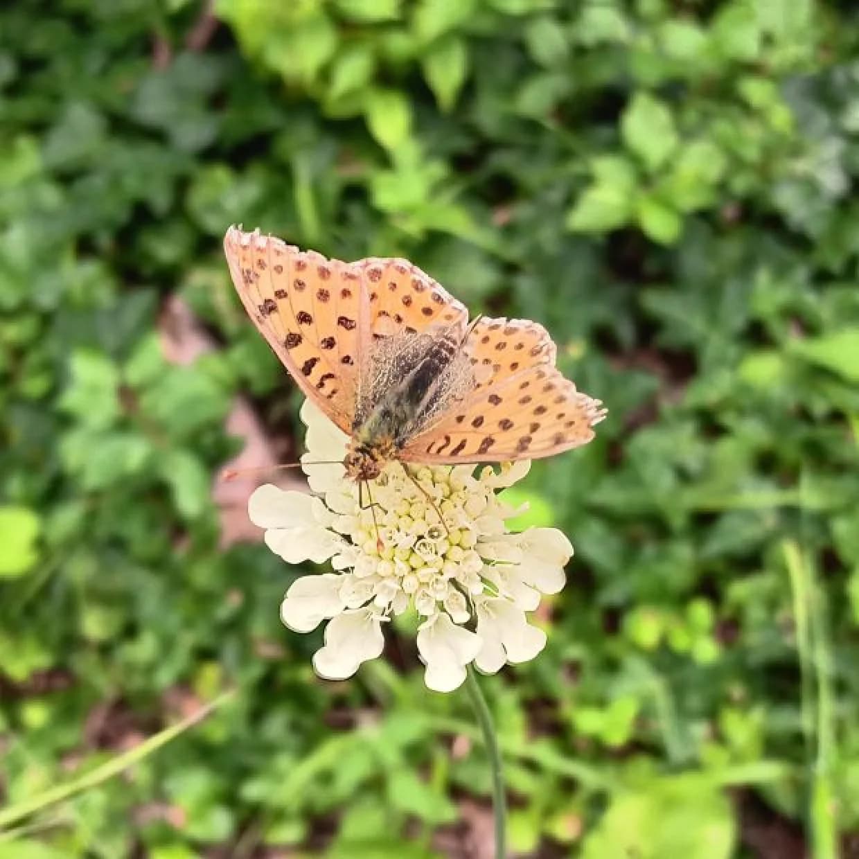 27. Jul
bis
Der Natur auf der Spur – Sommerwoche