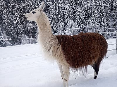 Lama-Winterzauber