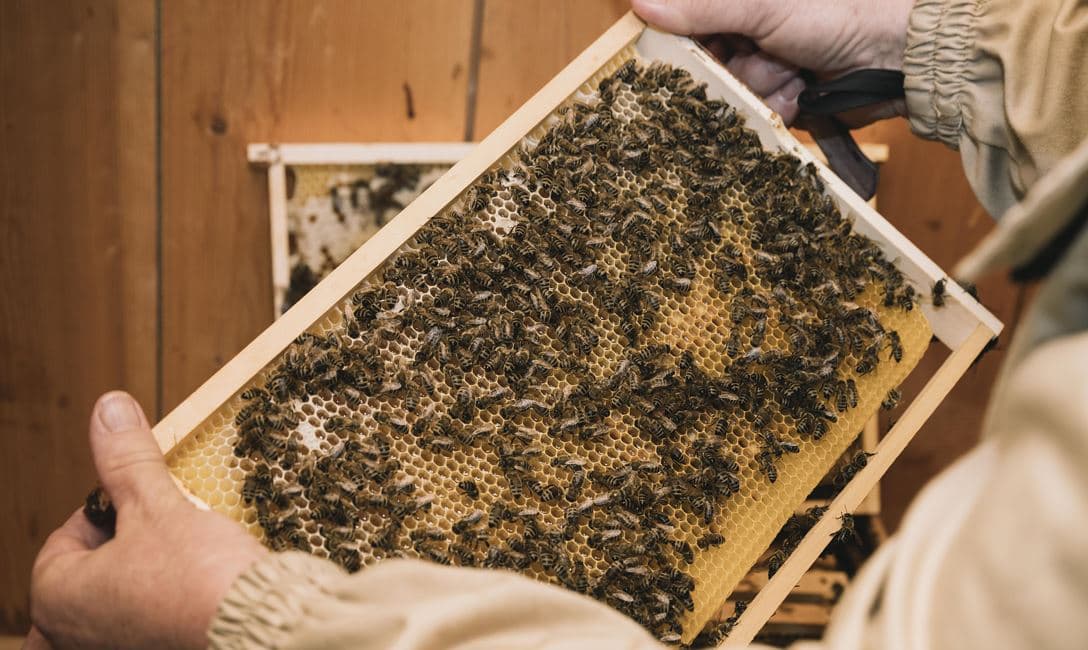 Bienenlehrpfad - Führung am Pillersee