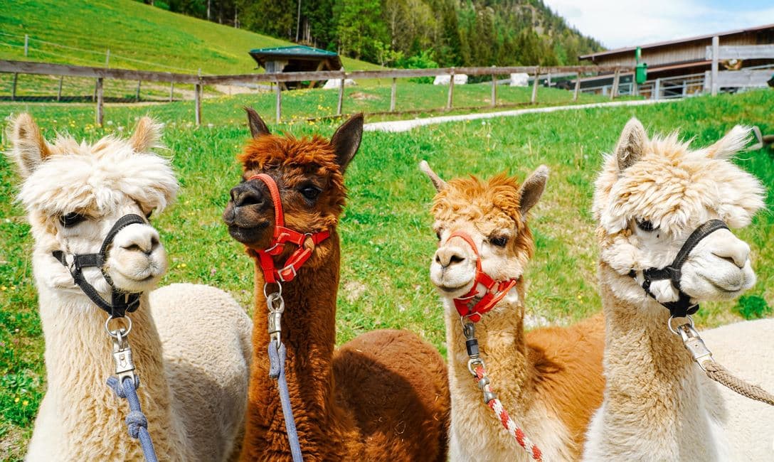 Alpakawanderung rund um die Hundsbichl Alm
