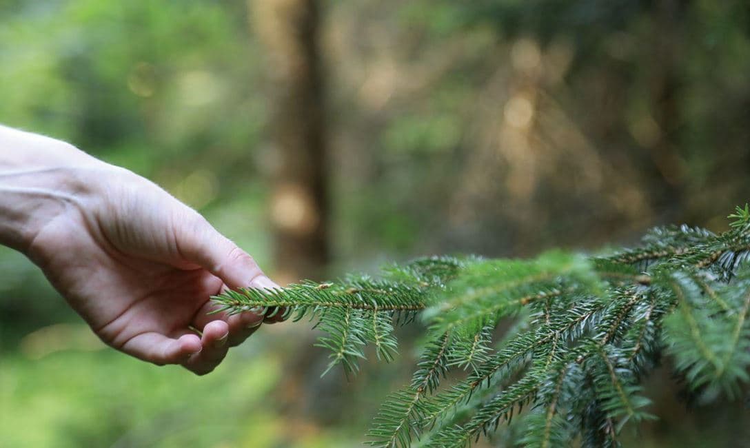 Gemütliche Wanderung mit Waldbaden