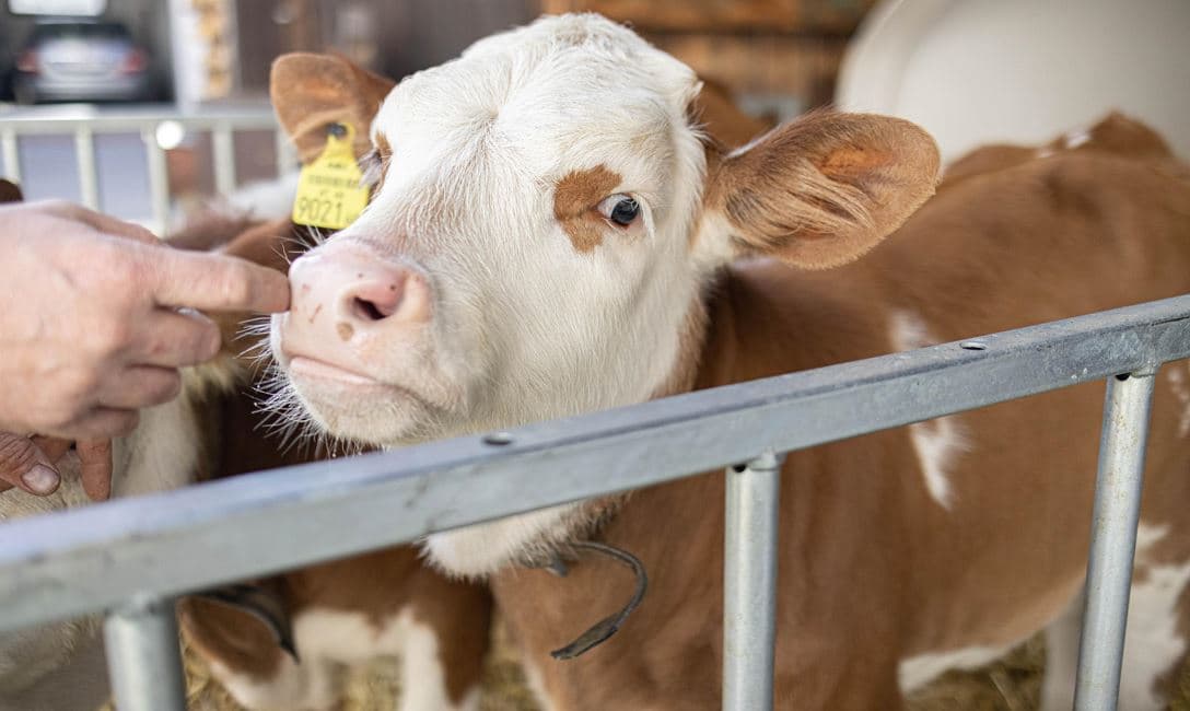 Bauernhoferlebnis für Groß und Klein