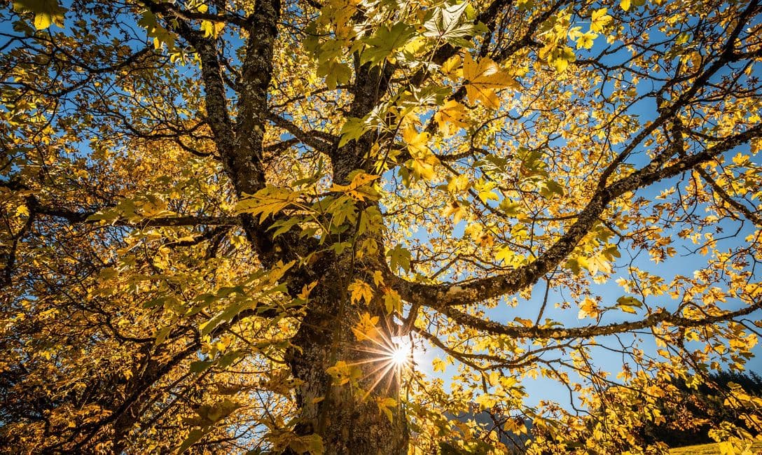 On the Trail of Nature - the Forest Adventure Tour