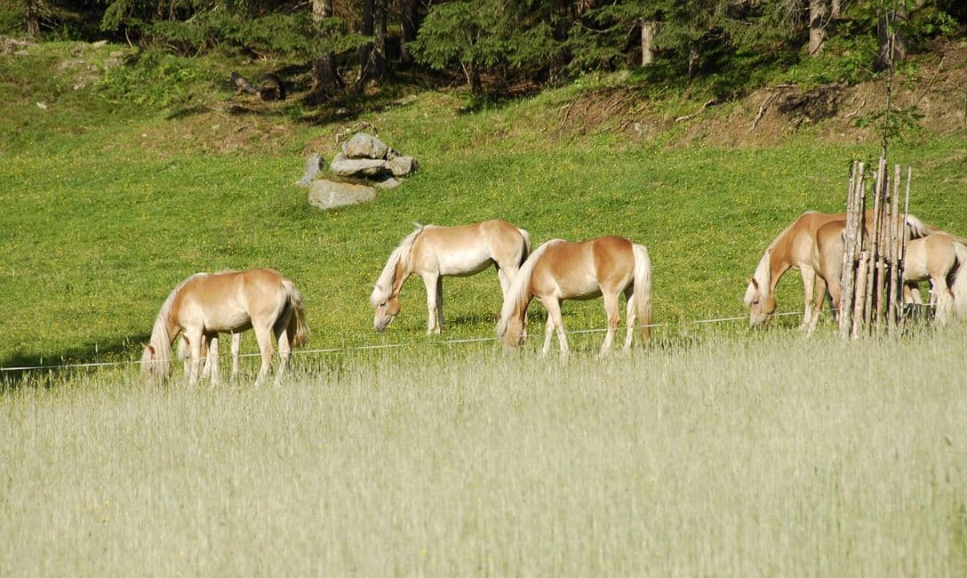 Pony-Erlebniswanderung im Krafttal Kelchsau