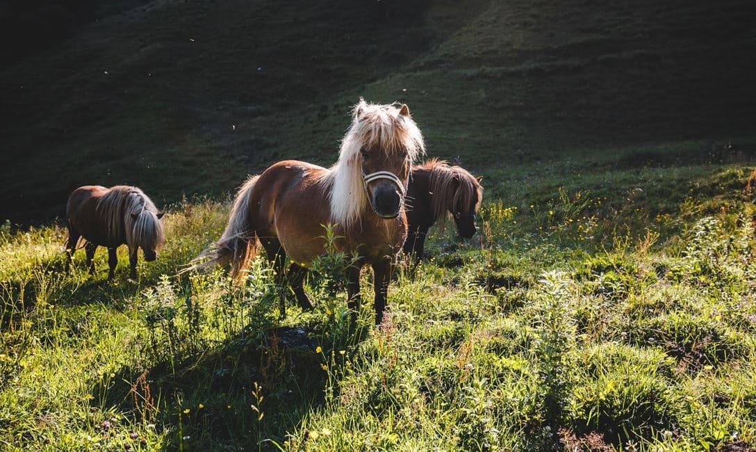 Kinder-Pony-Wanderung auf der Alm