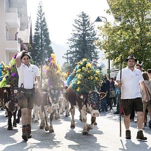 Almabtrieb in der Region Hohe Salve