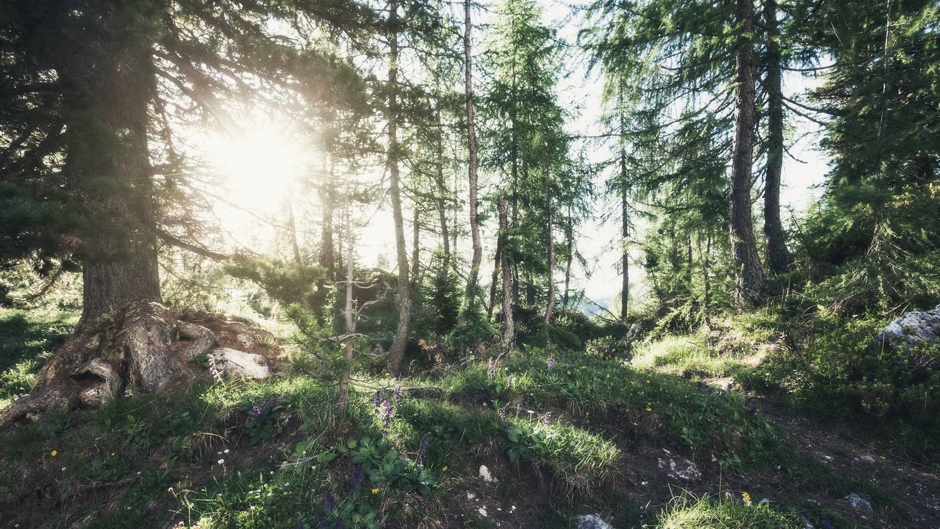 Zwischen Wald und Wiese